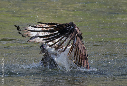 Fotografía 魚を捕りに川に飛び込んだミサゴ(Osprey)