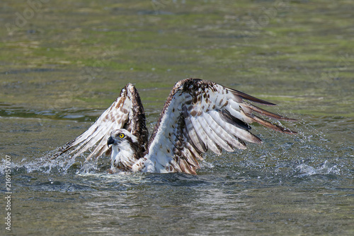 Fotografía 獲物を捕りに川に飛び降りたミサゴ(Osprey)