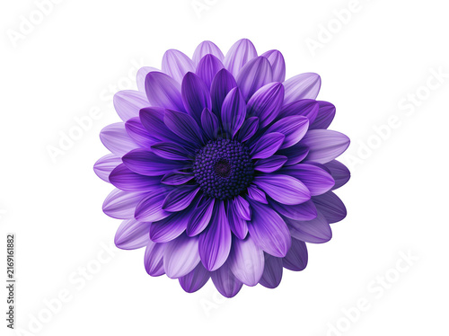Single purple dahlia flower isolated on white background for floral design