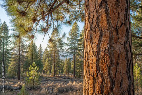 Ponderosa pine trunk with needles and cones in forest, nature and wilderness concept