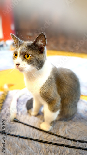 Curious British Shorthair Cat with Gray and White Fur Close-up