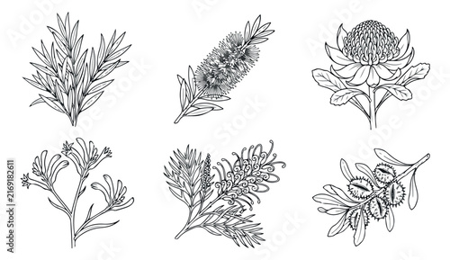 Vintage Australian native flowers set, hand drawn botanical sketches of protea and banksia, 6 floral vector icons for wedding stationery