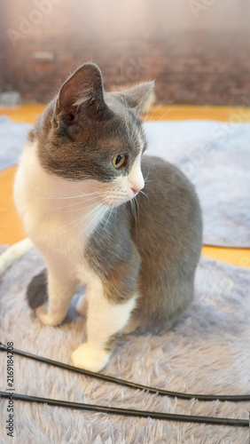 Curious British Shorthair Cat with Gray and White Fur Close-up