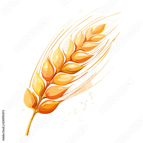 Single golden wheat ear with detailed grains for bakery menu pattern agriculture concept banner graphic vector illustration asset