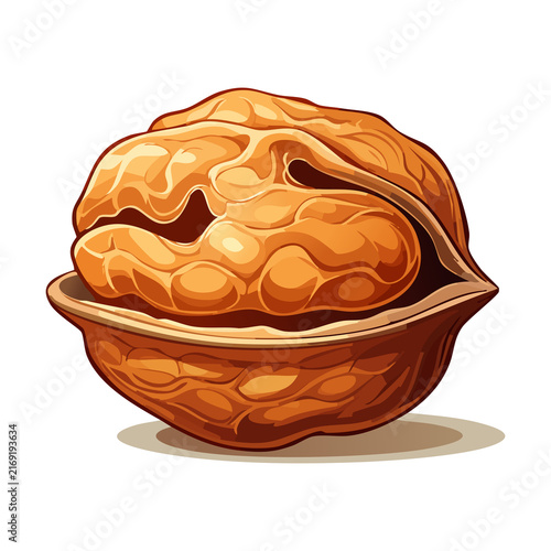 Whole dried walnut in textured brown shell for natural nut snack product advertisement graphic layout vector illustration project