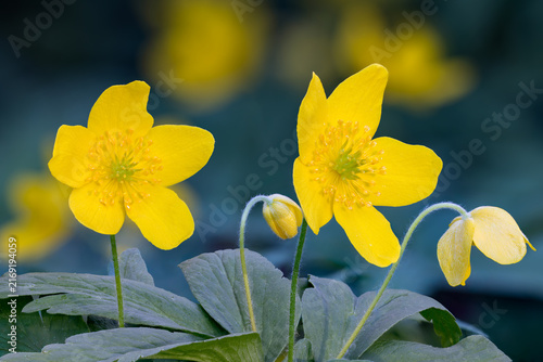 Yellow Wood Anemone flowering with some unopened buds