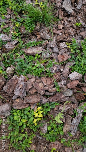 Brown tree bark mulch with small green plants as natural garden ground cover