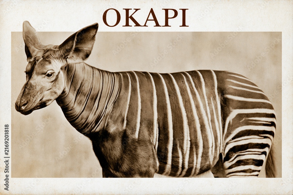 Naklejka premium Okapi animal portrait side profile in sepia