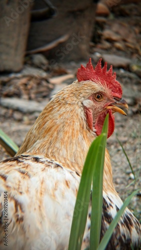 Konstfotografi Close-up portrait of a colorful free-range rooster with golden-brown and white spotted feathers, a prominent red comb, and its beak slightly open as if crowing or calling