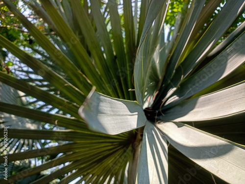 Принти на полотні Bismarck Palm or Bismarckia nobilis, a species popular for its large, silvery-blue fans