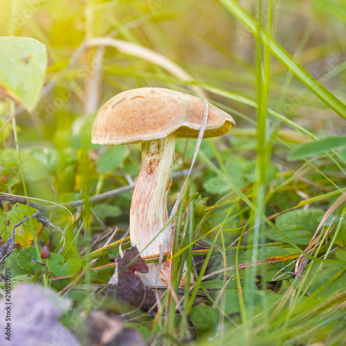 Mushroom growing in green grass