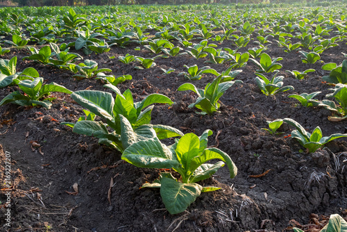young tobacco plants in the field
