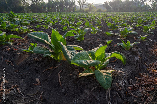 young tobacco plants in the field