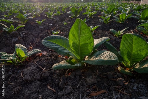 young tobacco plants in the field