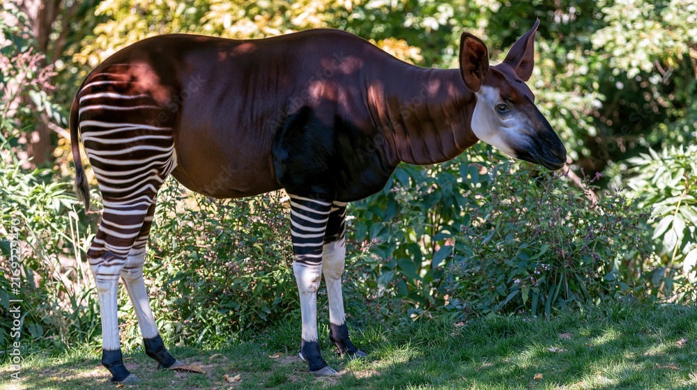Naklejka premium Okapi standing on green grass outdoors