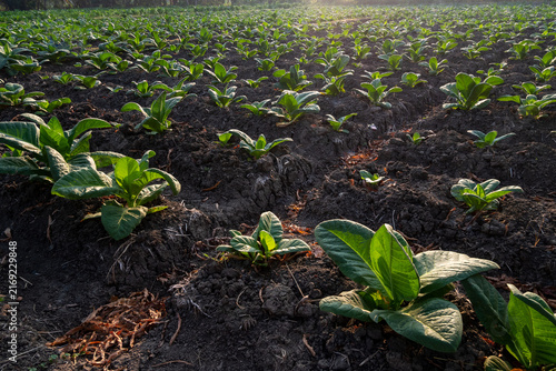 young tobacco plants in the field