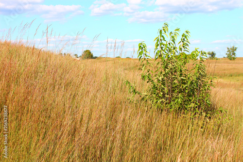 Prairie landscape scenery of northern Illinois