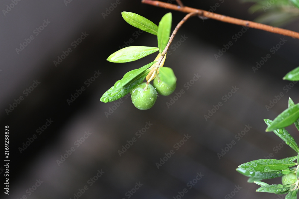 Obraz premium Close-up of fresh green olives on a branch covered in morning dew