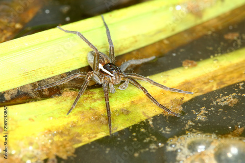 Six-spotted Fishing Spider (Dolomedes triton) in Illinois wetland