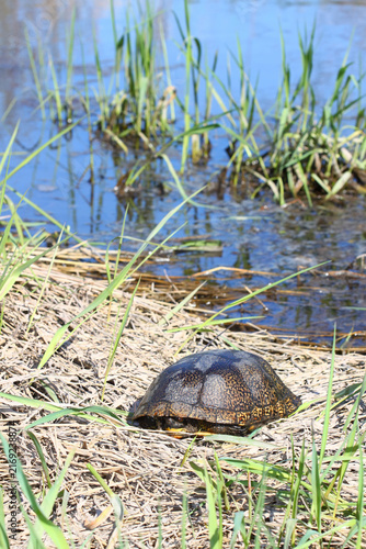 Blandings Turtle (Emydoidea blandingii) in Illinois