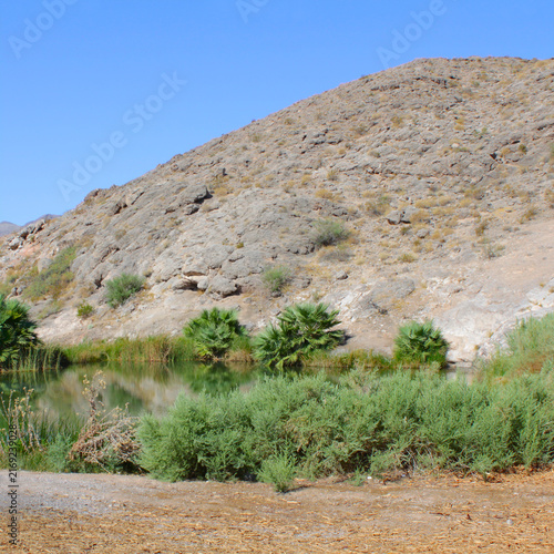 Vegetation grows in the arid desert near Rogers Spring Nevada