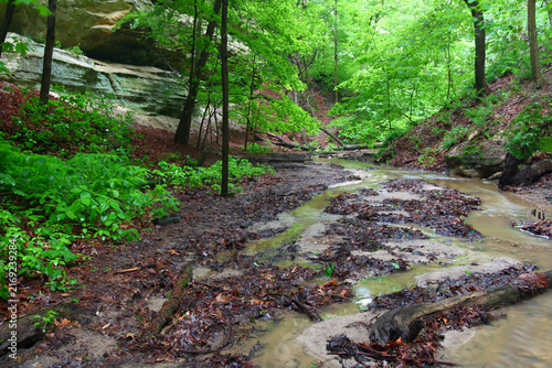 Starved Rock State Park Forest Creek Landscape