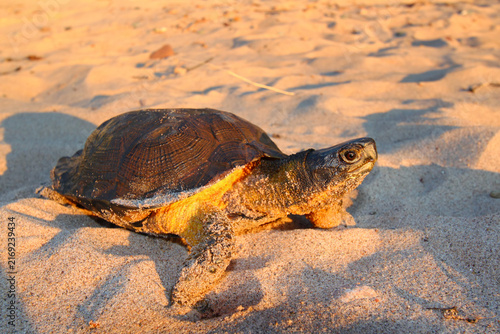 Wood Turtle (Glyptemys insculpta) on a beach in Michigan