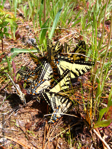 Tiger Swallowtails (Papilio glaucus) gathered in northern Wisconsin