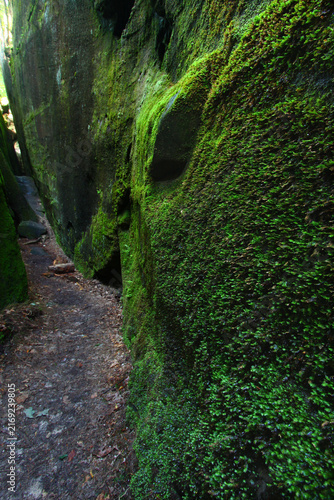 Mossy Canyon Landscape in Alabama