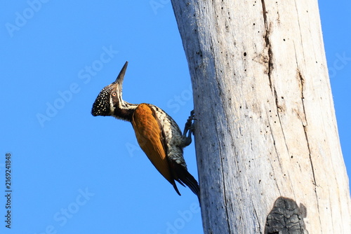 A Greater Flameback (Chrysocolaptes guttacristatus) is feeding its chicks in a tree hollow in the Huai Kha Khaeng Wildlife Sanctuary, Uthai Thani Province, Thailand.
