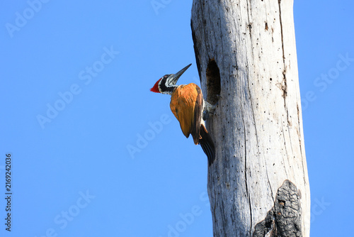 A Greater Flameback (Chrysocolaptes guttacristatus) is feeding its chicks in a tree hollow in the Huai Kha Khaeng Wildlife Sanctuary, Uthai Thani Province, Thailand.
