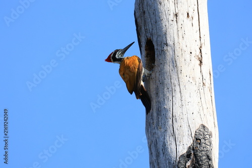 A Greater Flameback (Chrysocolaptes guttacristatus) is feeding its chicks in a tree hollow in the Huai Kha Khaeng Wildlife Sanctuary, Uthai Thani Province, Thailand.
