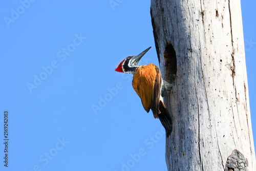 A Greater Flameback (Chrysocolaptes guttacristatus) is feeding its chicks in a tree hollow in the Huai Kha Khaeng Wildlife Sanctuary, Uthai Thani Province, Thailand.

