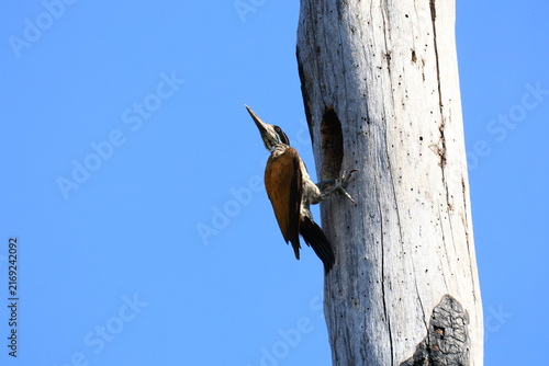 A Greater Flameback (Chrysocolaptes guttacristatus) is feeding its chicks in a tree hollow in the Huai Kha Khaeng Wildlife Sanctuary, Uthai Thani Province, Thailand.
