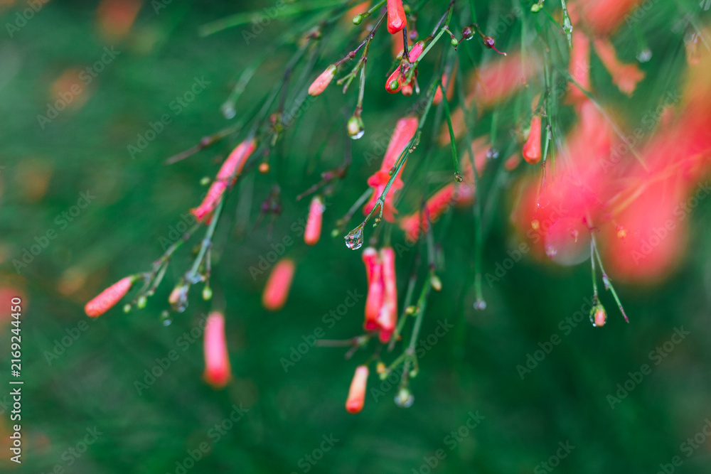 Naklejka premium Hamelia firebush after the rain