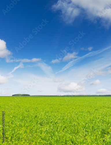 Fresh green crop field and blue sky