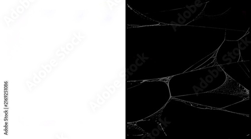 Fotografía Abstract spider web texture on black background, intricate white cobweb pattern,