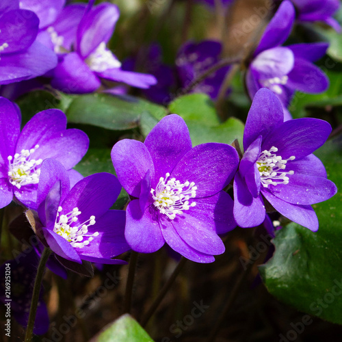 Bild auf Leinwand Blue anemones / hepaticas