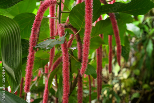 Red Catkins on Tropical Chenille Plant