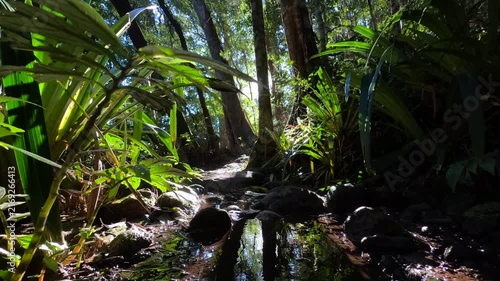Sunlight Filtering Through Dense Rainforest Canopy Over a Small Creek