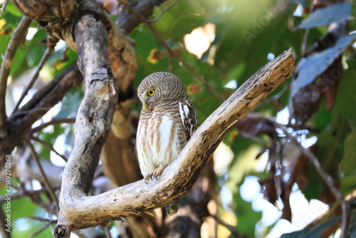 The collared owlet (Taenioptynx brodiei) is a species of owl, natural habitat is submontane and montane forests with open spaces, at Huai Kha Khaeng Wildlife Sanctuary, Uthai Thani Province, Thailand