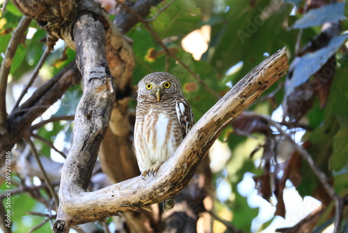 The collared owlet (Taenioptynx brodiei) is a species of owl, natural habitat is submontane and montane forests with open spaces, at Huai Kha Khaeng Wildlife Sanctuary, Uthai Thani Province, Thailand
