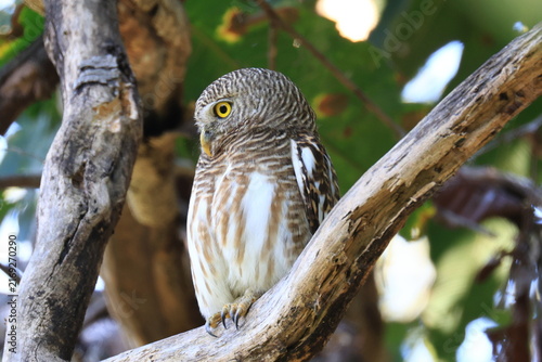 The collared owlet (Taenioptynx brodiei) is a species of owl, natural habitat is submontane and montane forests with open spaces, at Huai Kha Khaeng Wildlife Sanctuary, Uthai Thani Province, Thailand