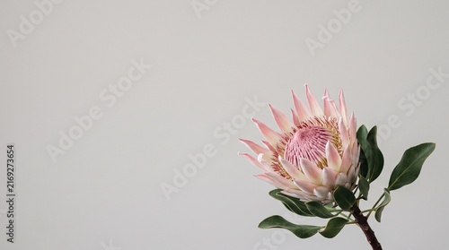 Pink King Protea Flower With Green Leaves On Minimal Neutral Background Botanical Close-Up For Calm Background