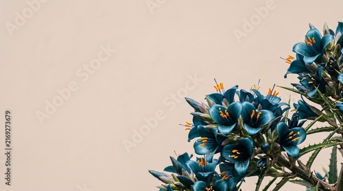 Teal Blue Floral Bouquet With Orange Stamens On Beige Background Close-Up Minimal Composition For Background
