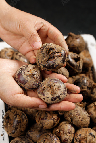 Fresh Shiitake Mushrooms Held in Cupped Hands Ready for Cooking and Food Preparation