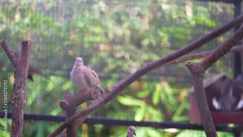 birds on a branch inside the cage, barbary dove flying out and other standing nicely on the branch