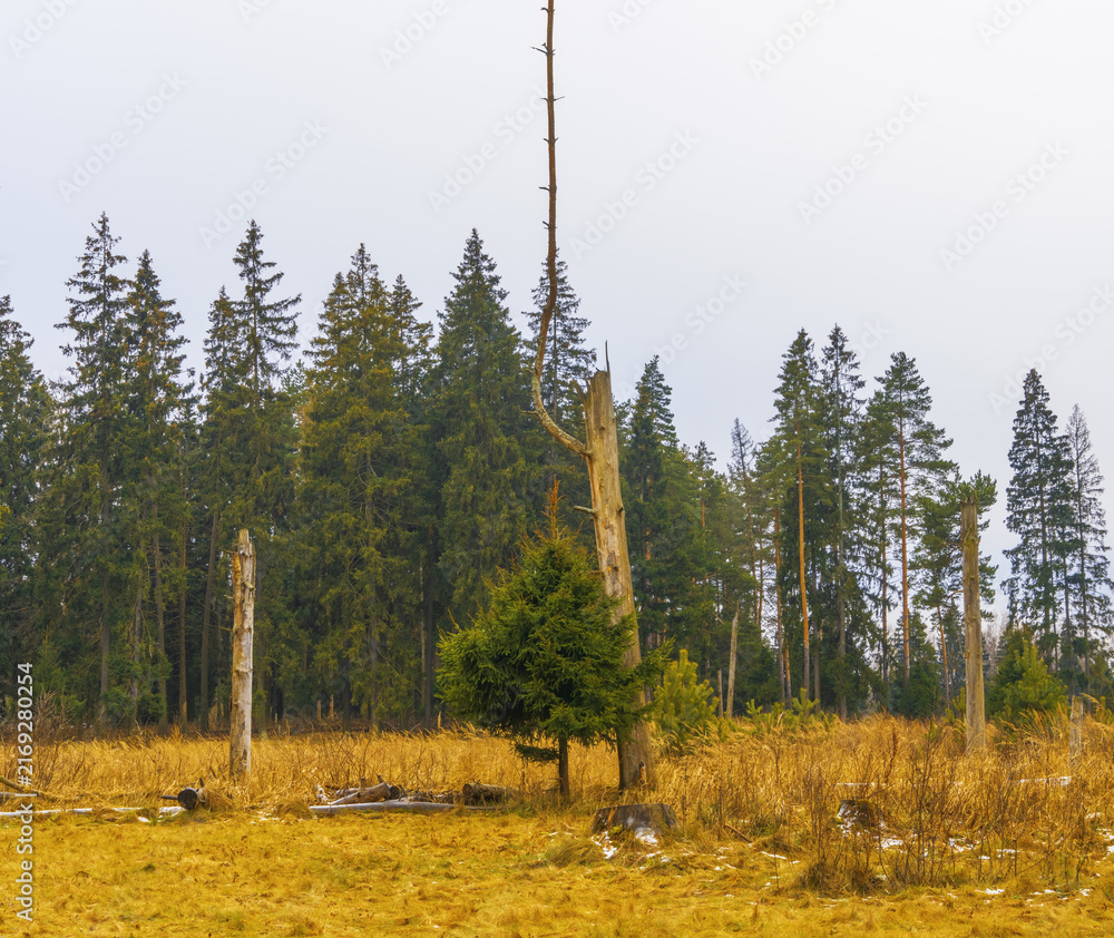 Naklejka premium Solitary dead tree standing in forest clearing with young conifer saplings and dry grass under overcast sky