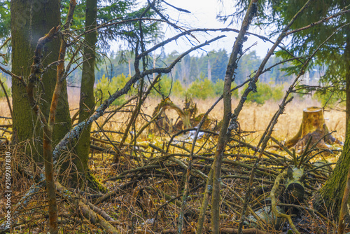 Bild auf Leinwand Dense forest underbrush with fallen branches and mossy tree trunks at woodland e