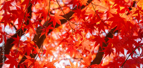 秋の紅葉